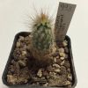 Vai alla scheda di Echinocereus primolanatus