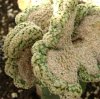 Vai alla scheda di Echinocereus primolanatus f. cristatus