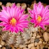 Vai alla scheda di Echinocereus pulchellus ssp. acanthosetus