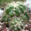 Vai alla scheda di Echinocereus pulchellus v. acanthosetus