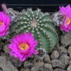 Vai alla scheda di Echinocereus pulchellus v. amoenus f. aguirrei