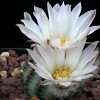 Vai alla scheda di Echinocereus pulchellus v. sharpii