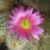 Vai alla scheda di Echinocereus rayonesensis