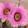 Vai alla scheda di Echinocereus reichenbachii