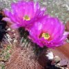 Vai alla scheda di Echinocereus reichenbachii ssp. baileyi