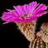 Vai alla scheda di Echinocereus reichenbachii ssp. caespitosus