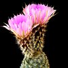 Vai alla scheda di Echinocereus reichenbachii ssp. fitchii