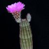 Vai alla scheda di echinocereus reichenbachii ssp. perbellus