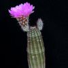 Vai alla scheda di Echinocereus reichenbachii ssp. perbellus