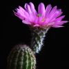 Vai alla scheda di Echinocereus reichenbachii v. albertii