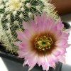 Vai alla scheda di Echinocereus reichenbachii v. albispinus