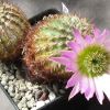 Vai alla scheda di Echinocereus reichenbachii v. armatus