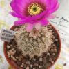 Vai alla scheda di Echinocereus reichenbachii v. baileyi