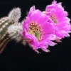 Vai alla scheda di Echinocereus reichenbachii v. perbellus