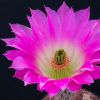 Vai alla scheda di Echinocereus rigidissimus v. rubrispinus