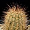 Vai alla scheda di Echinocereus russanthus