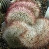 Vai alla scheda di Echinocereus russanthus f. cristatus