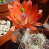 Vai alla scheda di Echinocereus sanpedroensis