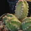 Vai alla scheda di Echinocereus scheeri ssp. gentryi