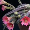 Vai alla scheda di Echinocereus scheeri v. gentryi