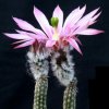 Vai alla scheda di Echinocereus schmollii