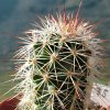 Vai alla scheda di Echinocereus dasyacanthus