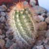 Vai alla scheda di Echinocereus scheeri ssp. koeresianus