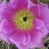 Vai alla scheda di Echinocereus spinibarbis