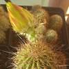 Vai alla scheda di Echinocereus stoloniferus ssp. tayopensis