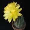 Vai alla scheda di Echinocereus stoloniferus v. tayopensis