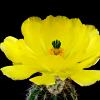 Vai alla scheda di Echinocereus subinermis ssp. ochoterenae