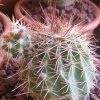 Vai alla scheda di Echinocereus tayopensis