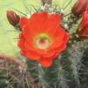 Vai alla scheda di Echinocereus triglochidiatus v. gurneyi