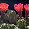 Vai alla scheda di Echinocereus triglochidiatus v. inermis