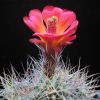 Vai alla scheda di Echinocereus triglochidiatus v. mojavensis