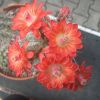 Vai alla scheda di Echinocereus triglochidiatus v. neomexicanus