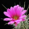 Vai alla scheda di Echinocereus viereckii ssp. huastecensis