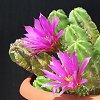 Vai alla scheda di Echinocereus viereckii ssp. morricalii