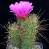 Vai alla scheda di Echinocereus viereckii ssp. santamariensis