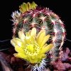 Vai alla scheda di Echinocereus viridiflorus