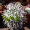 Vai alla scheda di Echinocereus viridiflorus ssp. canus