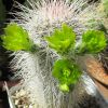 Vai alla scheda di Echinocereus viridiflorus v. canus