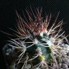 Vai alla scheda di Echinocereus viridiflorus v. davisii