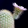 Vai alla scheda di Echinocereus websterianus