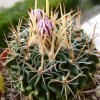 Vai alla scheda di Echinofossulocactus arrigens