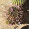 Vai alla scheda di Echinofossulocactus crispatus f. longispinus