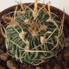Vai alla scheda di Echinofossulocactus phyllacanthus v. tulensis