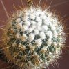 Vai alla scheda di Echinofossulocactus vaupelianus