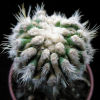 Vai alla scheda di Echinofossulocactus vaupelianus f. monstruosus