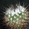 Vai alla scheda di Echinofossulocactus zacatecasensis